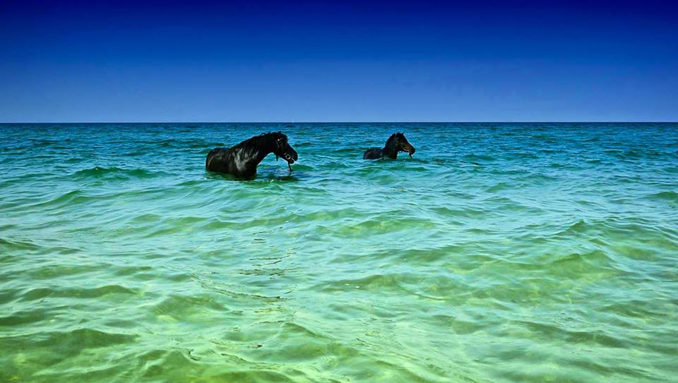 43626239_10215100986791347_5313564183755751424_n